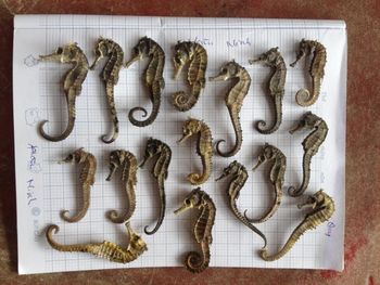 Finest Dried Sea Horse Premium Grade Product Available To Buy With Reliable Packaging And Great Value Offer from CPW TRADE LTD Finest Dried Sea Horse Premium Grade Product Available To Buy With Reliable Packaging And Great Value Offer - CPW TRADE LTD - United Kingdom