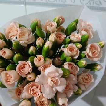 Fresh Cut Flowers Spray Carnation Fresh Cut Flowers - 60cm to 80cm Length - Yunnan Blue Bell Flower Co., Ltd. - China