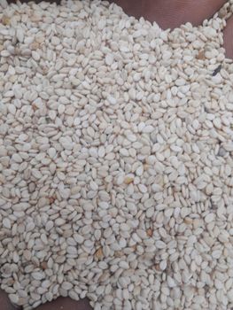 WHITE SESAME HUMERA TYPE – product photo, Raw Sesame Seeds products found from trusted suppliers, wholesalers, manufacturers & exporters Listing