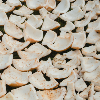 Coconut Copra - PT Vale Agrovia Nusantara - Indonesia
