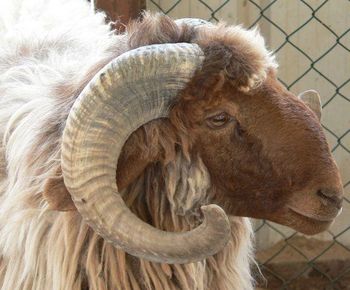 Live awassi sheep for sale with discount price Quality Top Brand Name Custom Type Live Awassi Sheep Disease Resistance Strong - Mutlu Et Mustafa - France