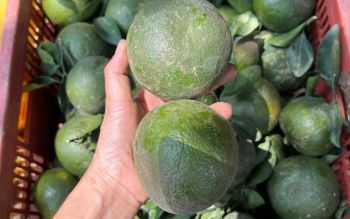 Crockery Orange | Watery, sweet, fresh | Supplying large quantities to Southeast Asian countries - DBS - Thailand