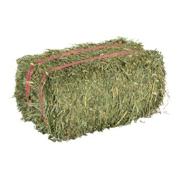 Premium Alfalfa Hay High Quality Animal Feed Bulk Wholesale Supply Cheap & Affordable Pricing - A.C.P. AGRICULTURE COMPANY LIMITED - Thailand