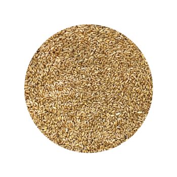 Best Price Wheat grain available for bulk purchase High Quality Wheat grain perfect for processing and safe delivery - AGRO AFRIQUE COMPANY LIMITED - Tanzania
