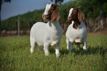 Low price live boer goats offered in bulk supply perfect for breeding and meat production - Mutlu Et Mustafa - France
