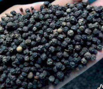 Black pepper - Ceylone VanaPep (Pvt) Ltd - Sri Lanka