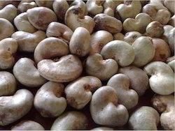 Raw Cashew Nuts RCN Taste Unique Color Vibrant Texture Desirable Certification HACCP Max. Moisture (%) <10% Impurities Less Than 1 Percent - Ascot Agro and Food Processing Ltd - Nigeria