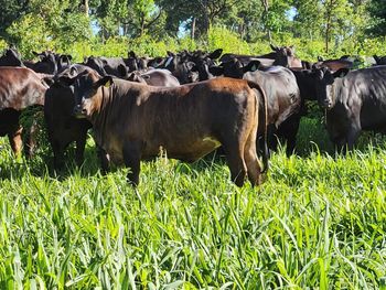 Uruguayan fattening calves - ever trust global - Brazil
