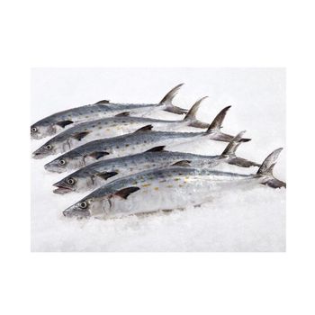 Delicious frozen pacific mackerel fish 300-500g size on sale low prices -  CALIPSO POLSKA SP Z OO  - Poland