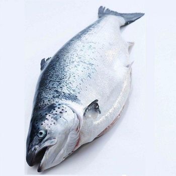 Fresh Frozen pink Salmon Fish Whole Grade A Origin Europe Quality Best Quality Delivery Fast Delivery Service Availability 24/7 Available - NUTRIDIET LDA - United Kingdom