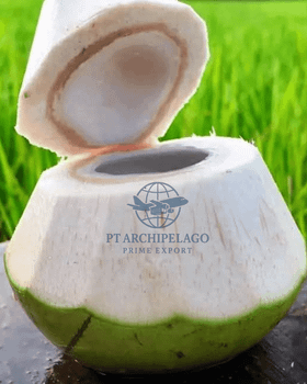 green coconut / fresh coconut / coconut water - Pt Archipelago Prime Export - Indonesia