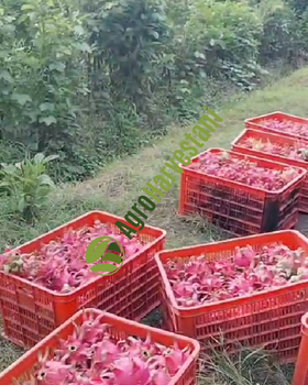 Premium Indonesian Dragon Fruit (Pitaya) - Fresh, Sweet, Export Quality - PT Agro Harvestani Internasional - Indonesia