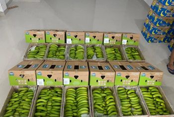 FRESH CAVENDISH BANANA from PT. Komoditas Asli Indonesia FRESH CAVENDISH BANANA - PT. Komoditas Asli Indonesia - Indonesia