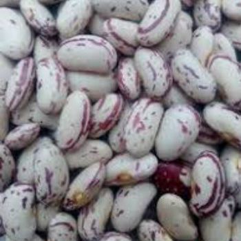 Light Speckled Kidney Beans For Sale - KOFONS BUSINESS SOLUTIONS PTY LTD - South Africa