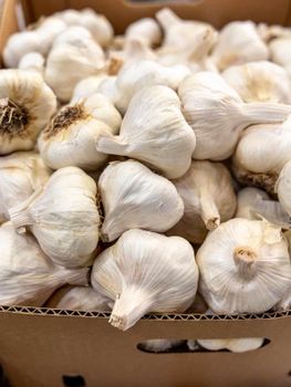 Garlic