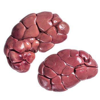 Premium quality raw fresh beef kidney, wholesale raw beef kidney   - Padrao Distopico Unipessoal LDA - Portugal