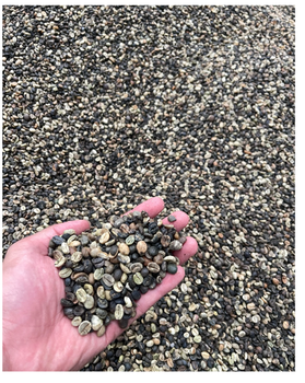 Greenbean Arabica Pixel – product photo, Premium Coffee Beans products found from trusted suppliers, wholesalers, manufacturers & exporters Listing
