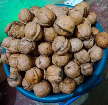 Dry Walnut in Shell / Walnuts Kernels/Walnut Shelled Kernels - SAEBYGARD AVLSGARD A/S - Denmark