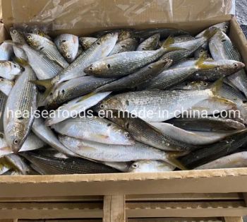 Frozen White Dotted Gizzard Whole Shad Fish Style Whole MOQ 1*40FCL Origin Japan Processing BQF Feature Nature HS Code - HAIZHISHI FOOD TRADING CO., LTD. SHISHI CITY - China