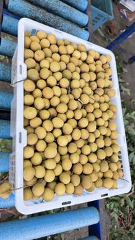 Longan - Gold Northern Fruit 88 Co., Ltd. - Thailand