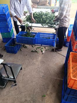 Fresh Okra Daily Supply Capacity 3 Tons Unit Cost 685 Dollars Per Ton Certifications Indian Government Certified Upcoming Monthly Supply Capacity 5 To 6 Tons - MJR Fruits and Vegetables Private Limited - India