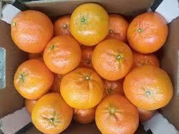 oranges navel - BF GLOBAL TRADING (PTY) LTD - South Africa