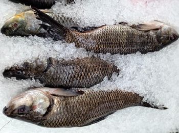 Rohu Fish Origin India Minimum Order Quantity 500 Kg Product Type Fresh Chilled / Frozen Quality Grade Fit For Human - Nuage Globus India Pvt Ltd - India