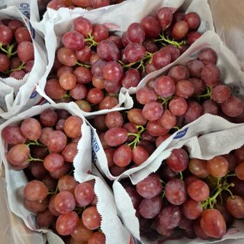 Fresh Red, Black, and White Grapes for sale - NINE FRUITS EXPORTS (PTY) LTD - South Africa