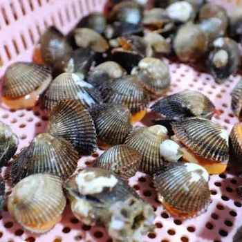 Wholesale Cockles Meat Frozen Mao Clams Blood Clam Style FROZEN Packaging Bag Ingredients NO Brand Name MTH Weight (kg) - Fujian Miaotianhui Food Co., Ltd. - China