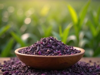 Purple Tea - Kenyan Antioxidant Specialty Tea from Savannah Source Global Trade Ltd Purple Tea - Kenyan Antioxidant Specialty Tea - Savannah Source Global Trade Ltd - Kenya