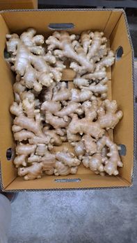 Fresh Ginger Form Whole Delivery Form Bag, Sacks Freshness Level Dried, Fresh Features Gluten-Free, Halal, Kosher, Organic -  JAC SEEDS & OIL TRADING (PTY) LTD - South Africa