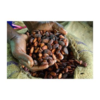 High Quality Cocoa Beans 100% Natural from Starmark Company Limited High Quality Cocoa Beans 100% Natural - Starmark Company Limited - Tanzania