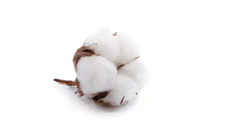 Premium Cotton – Natural, Soft & High-Quality Fiber for Multiple Applications - UMGS GROUP PTY LTD - South Africa