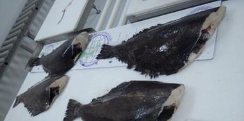 Greenland halibut (Reinhardtius hippoglossoides) - PREMIER SEAFOOD EUROPE B.V. - Netherlands