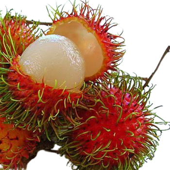 Other Fruits Fresh Rambutan High Quality and Affordability From Viet Nam New Fruits Ready To Export Global 2024 - PHUC LOC PHAT TRADING PRODUCTION IMPORT EXPORT COMPANY LIMITED - Vietnam
