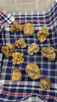 fresh truffles Texture Fresh Serving Method Served Raw Flavor Profile Ailaceous With Intense Taste Usage Context Appetizers, First Courses, Main Courses, Simple - Sassone Tartufi - Italy