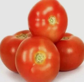 Fresh Tomato - Sri maragatham export. India - India