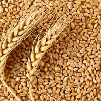 Feed Wheat - jbssa - Brazil