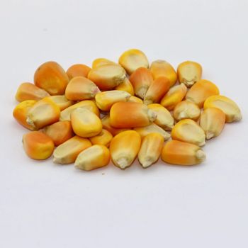 White & Yellow Maize Available Features Organic Packaging Size > 1 kg to 5 kg, > 10 kg to 25 kg, > 5 kg to 10 kg - Njang Investments Limited - Kenya