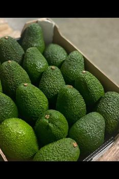 Wholesale Import Export Avocado Plant Fresh Avocado 5kg/8kg/PE/PA Bags Avocado Fresh High Quality Supplier Best Organic Fruit from BF GLOBAL TRADING (PTY) LTD Wholesale Import Export Avocado Plant Fresh Avocado 5kg/8kg/PE/PA Bags Avocado Fresh High Quality Supplier Best Organic Fruit - BF GLOBAL TRADING (PTY) LTD - South Africa