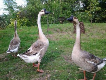 Geese birds - Boris Kim joy farm - Canada