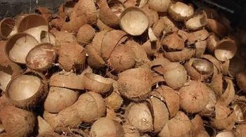 Raw Coconut Shell - Dua Satria Cv. - Indonesia