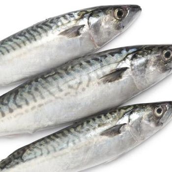 wholesale good quality frozen  Atlantic  horse mackerel whole round made - Smart Agri GmbH - Germany