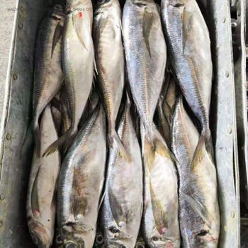 Frozen Mackerel Fish Bulk Supply Seafood Offering With Strong Flesh Structure And Premium Export Packaging - TOSOH INTERNATIONAL - South Africa