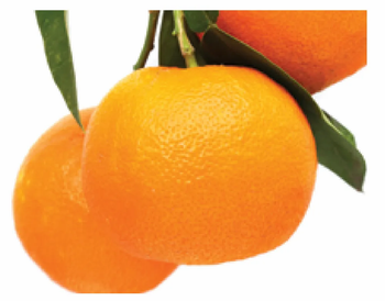 Solutions for the Progressive Orange Farmer Crop Application Cotton Crop Yields Soil Health Focus Maximize Soil Health And Nutrition - Fertis India Private Limited - India