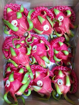 Red/Pink Dragon Fruit - Cong ty TNHH Vinafruit Oishi - Vietnam