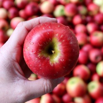 FRESH CRIPPS PINK APPLES FOR SALE!! CLASS 1 EXPORT QUALITY CRIPPS PINK APPLES READY FOR EXPORT – product photo, product card