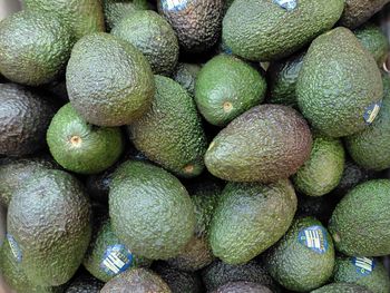 Avocado - Greene Leaf Trading Company - United Kingdom