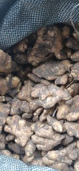 Fresh Ghanaian ginger - JUEMMA AGRO GHANA LTD. - Ghana
