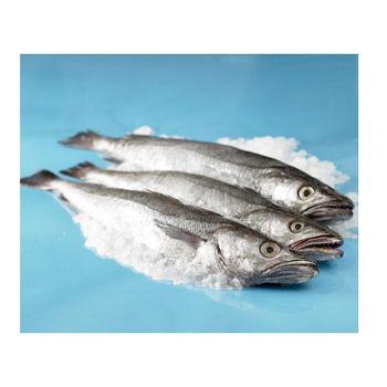 Frozen Hake Fish HGT / Whole Fish Frozen Seafood Supplier Type Hake Fish Max. Moisture (%) 5 Product Form Whole Fish, Fillets, Or Portions -  CALIPSO POLSKA SP Z OO  - Poland